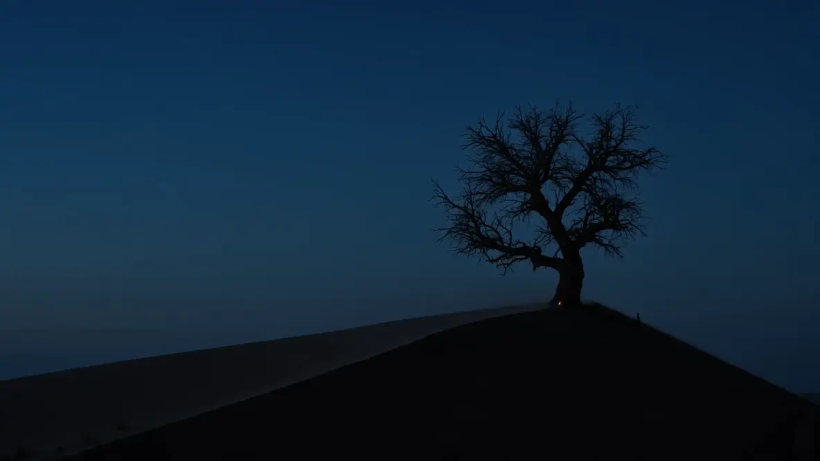 a lone argan tree on a dune ridge at blue hour, fine threads of warm light pulsing slowly from its roots up through its branches